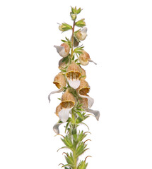 Blooming plant of Woolly foxglove or Grecian foxglove isolated on white, Digitalis lanata