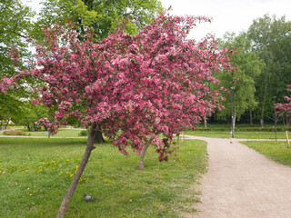 Beautiful blooming rose tree in the Park. Spring in the city. Walk through a cozy Park. Fragrant blooming.