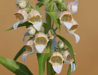 Blooming plant of Woolly foxglove or Grecian foxglove. Digitalis lanata © emilio100