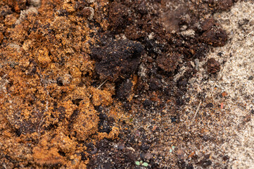 Surface texture of a mixture of sand and earth, close-up.