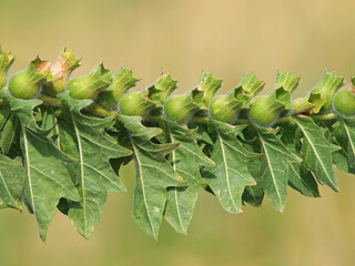 Fruit pods of black henbane or stinking nightshade. Hyoscyamus niger 