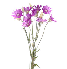 Purple flower bouquet of annual everlasting or immortelle, isolated on white, Xeranthemum annuum