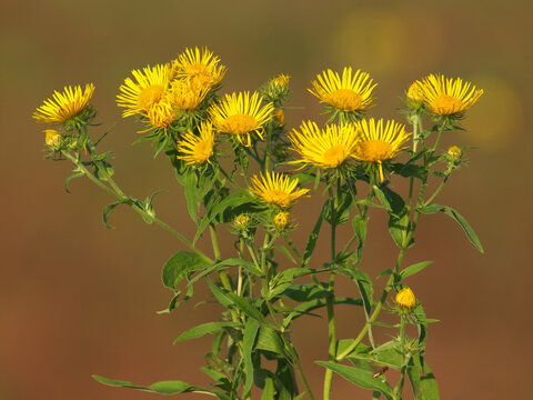 Yellow flowers of meadow fleabane or British yellowhead, Inula britannica