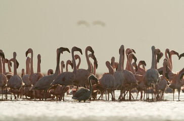 Lesser Flamingos in the morning light at Lake Bogoria, Kenya