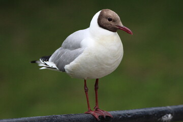 seagull on the beach