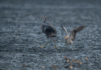 Juvenile Western reef heron, grey heron fights at Tubli bay, Bahrain