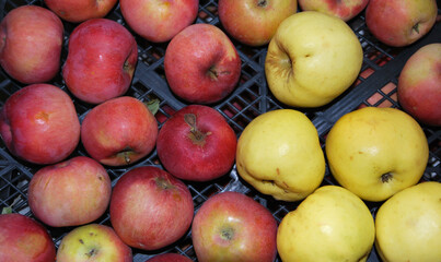 apples in a basket