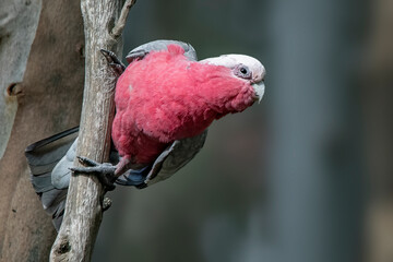 Galah (Eolophus roseicapilla)