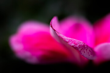Pink Geranium flower petals close-up