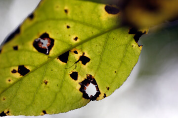 une feuille en automne