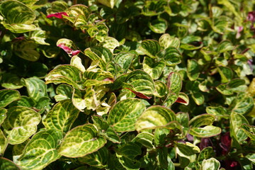Hypoestes Phyllostachya plant green, blurred shadow background.