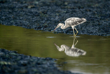 Juvenile Western reef heron at Tubli bay, Bahrain