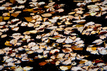 湖面に浮かぶ落ち葉