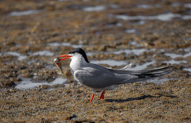 Common tern (sterna hirundo) in Danube Delta Romania. Wildlife in natural habitat