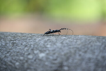  Rosalia longicorn (Rosalia alpina) or Alpine longhorn beetle