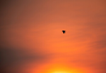 Naklejka na ściany i meble Sihouette of a seagull flying in beautiful hue in the morning at Asker coast, Bahrain