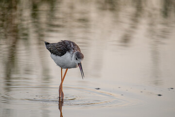 The black-winged stilt (Himantopus himantopus) bird on salt lake