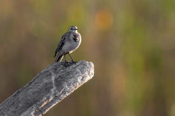 Beautiful nature scene with White wagtail (Motacilla alba)