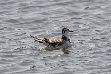 Close up of Little Gull (Hydrocoloeus minutus)
