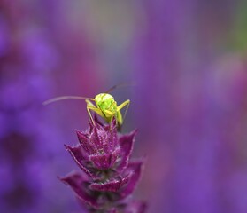 close up of a flower