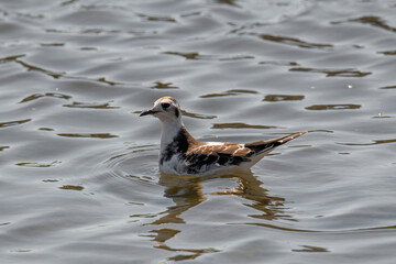 Close up of Little Gull (Hydrocoloeus minutus)