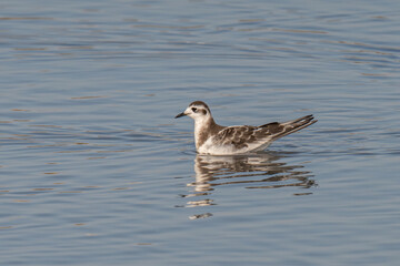 Close up of Little Gull (Hydrocoloeus minutus)