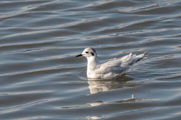 Close up of Little Gull (Hydrocoloeus minutus)