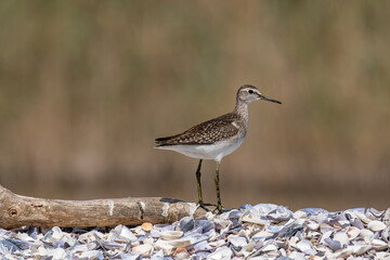 A Marsh Sandpiper (Tringa stagnatilis) wading in a calm stream
