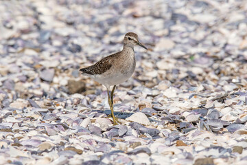 A Marsh Sandpiper (Tringa stagnatilis) wading in a calm stream