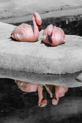 two flamingos at a pond with water reflection 