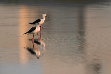 Black-winged Stilts  at Tubli bay, Bahrain