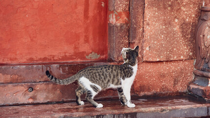Cat next to a red wall