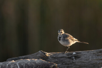 Beautiful nature scene with White wagtail (Motacilla alba)