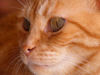 Gatto di casa