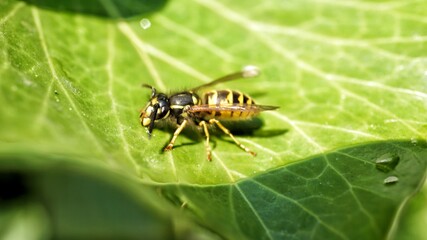 macro of a fly