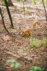 squirrel in the park