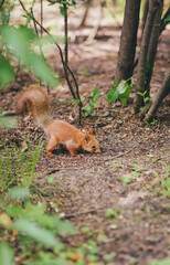 squirrel in the park