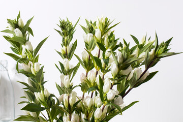 Gentiana lutea, the great yellow gentian, is a species of gentian native