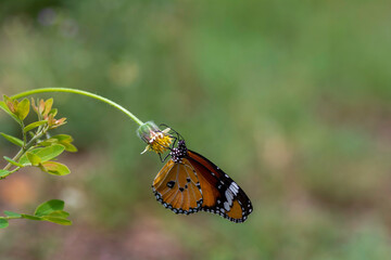 Common Tiger butterfly  sucking nectar from Yellows  flowers