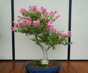 A crape-myrtle bonsai tree with light pink flowers
