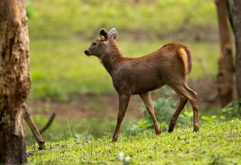 Juvenile Sambar deer in the lush green forest of Kabini, India