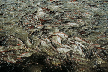 A photo of a group of Pangasius vying for food.