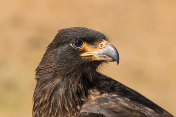 Caracara, Falkland Islands