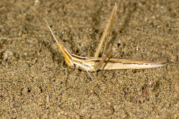 Macro portrait of the cone-headed grasshopper (Acrida ungarica) on sand