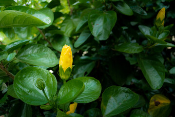 Yellow flower buds on green leaves bacground