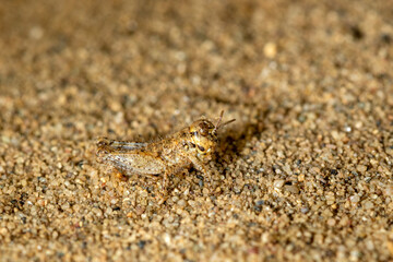Nymph of the Acrotylus insubricus grashopper on the sand