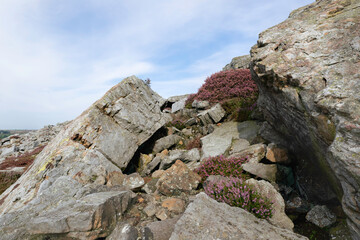 Rugged moorland with large rocks and flowering heather. Goathland, UK.