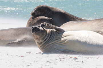 Elephant Seals on a beach, Falkland Islands