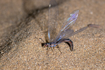 An ant-lion (Myrmeleon) laying the eggs in the sand in Special Reserve 