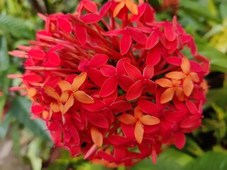 red flowers in the garden
